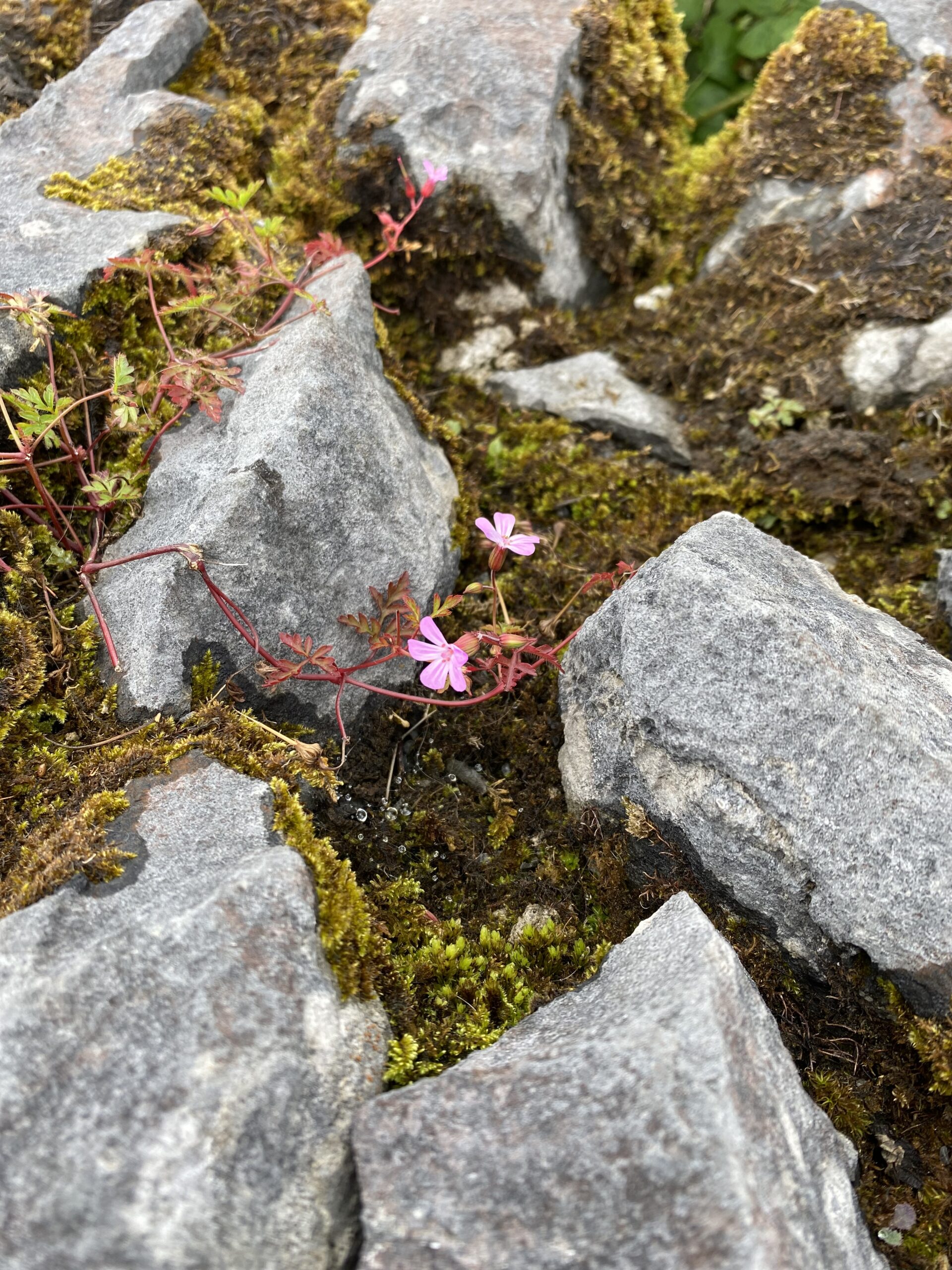cover-image